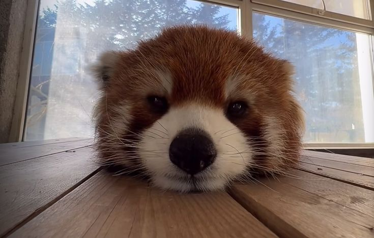 woof "pronouns" woofington tweet media