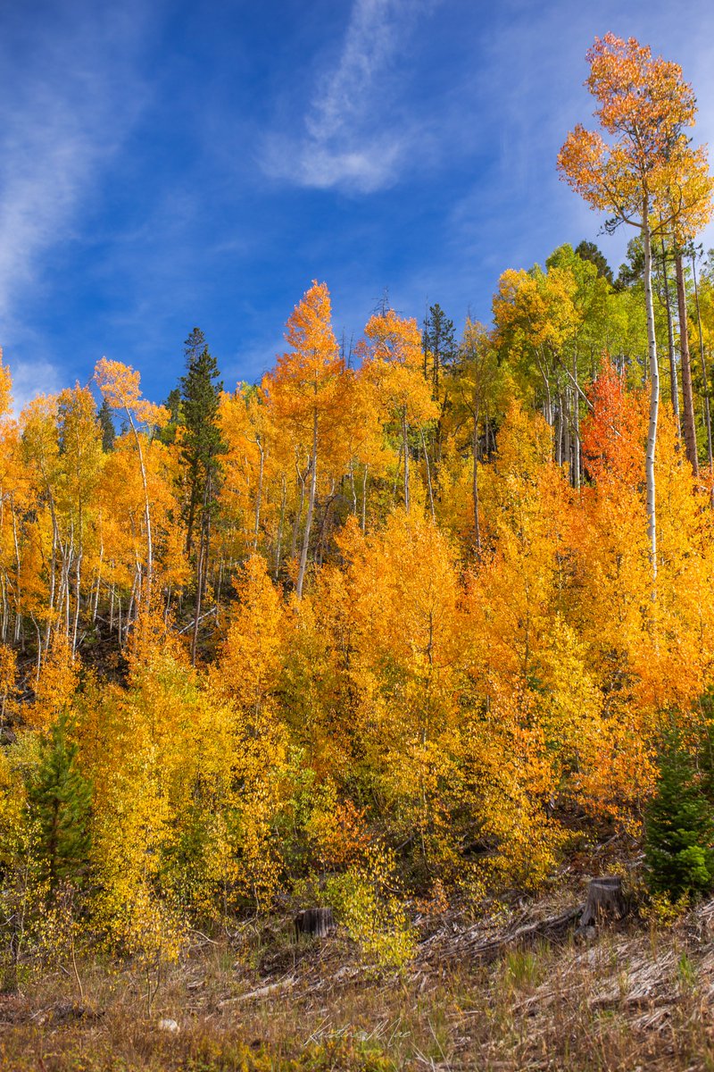 Kristin_Mae's tweet image. I really hope there&apos;s still some pretty fall colors left when I go hiking this weekend.