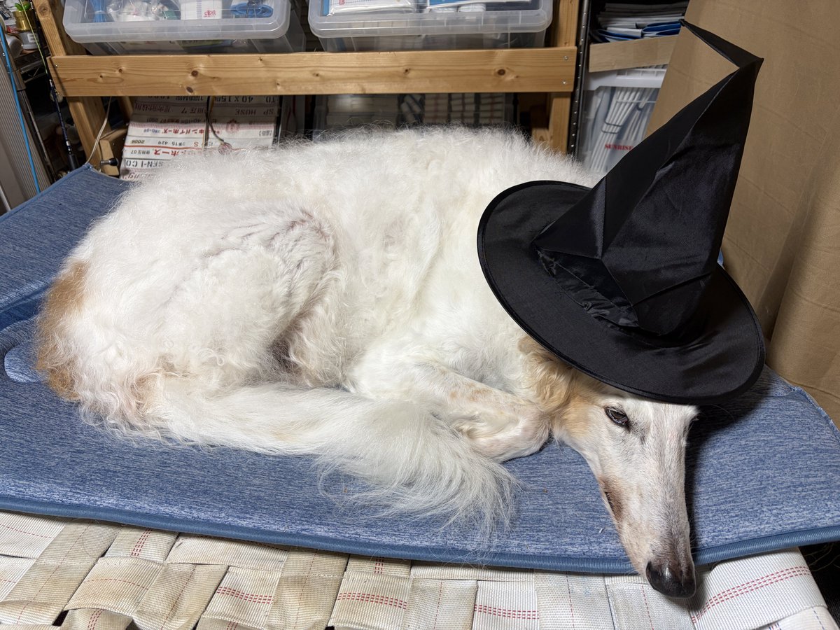 魔女。がんぼるぞい。

translation:
Witch.