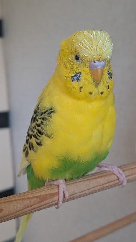 やまとんVer2@インコとバイクと時々キャンプ on X