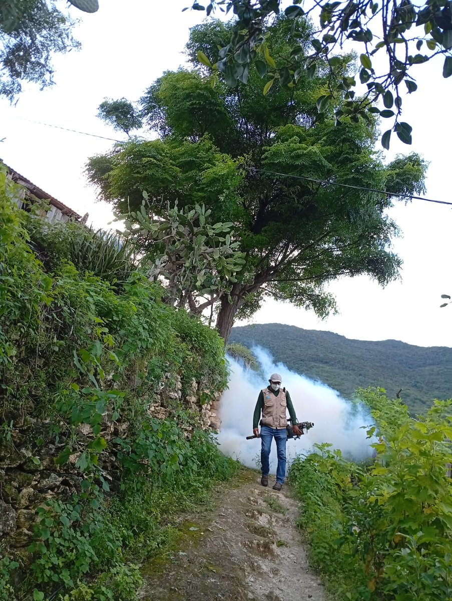 juliomenchaca_'s tweet image. Con la Secretaría de @Salud_Hidalgo, se realizaron operativos de nebulización y termonebulización en las localidades de Santo Domingo y El Carrizal, en San Felipe Orizatlán.
Las brigadas de vectores recorrieron viviendas, espacios públicos y zonas de riesgo, aplicando…