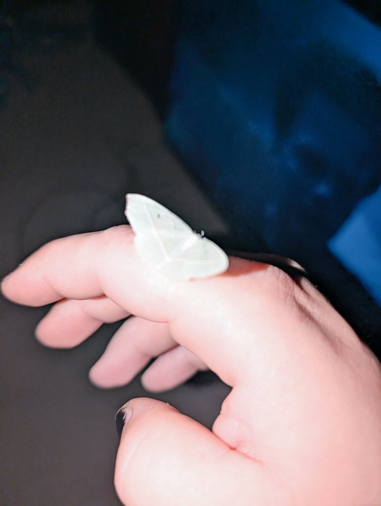 🐝🐝🐝 tweet media