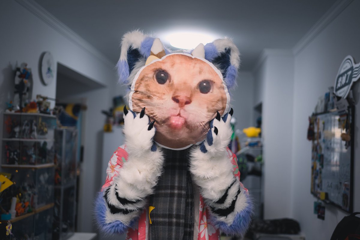 YuanFang2233's tweet image. “我是一只很乖很乖的小猫咪不是嘛？”
拍摄📷：@cxx41gmail