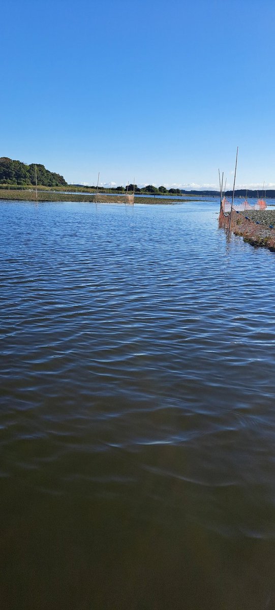 今日も印旛沼‼️
#スミス
#ペスカリブレ
#MONOPOOLMTM