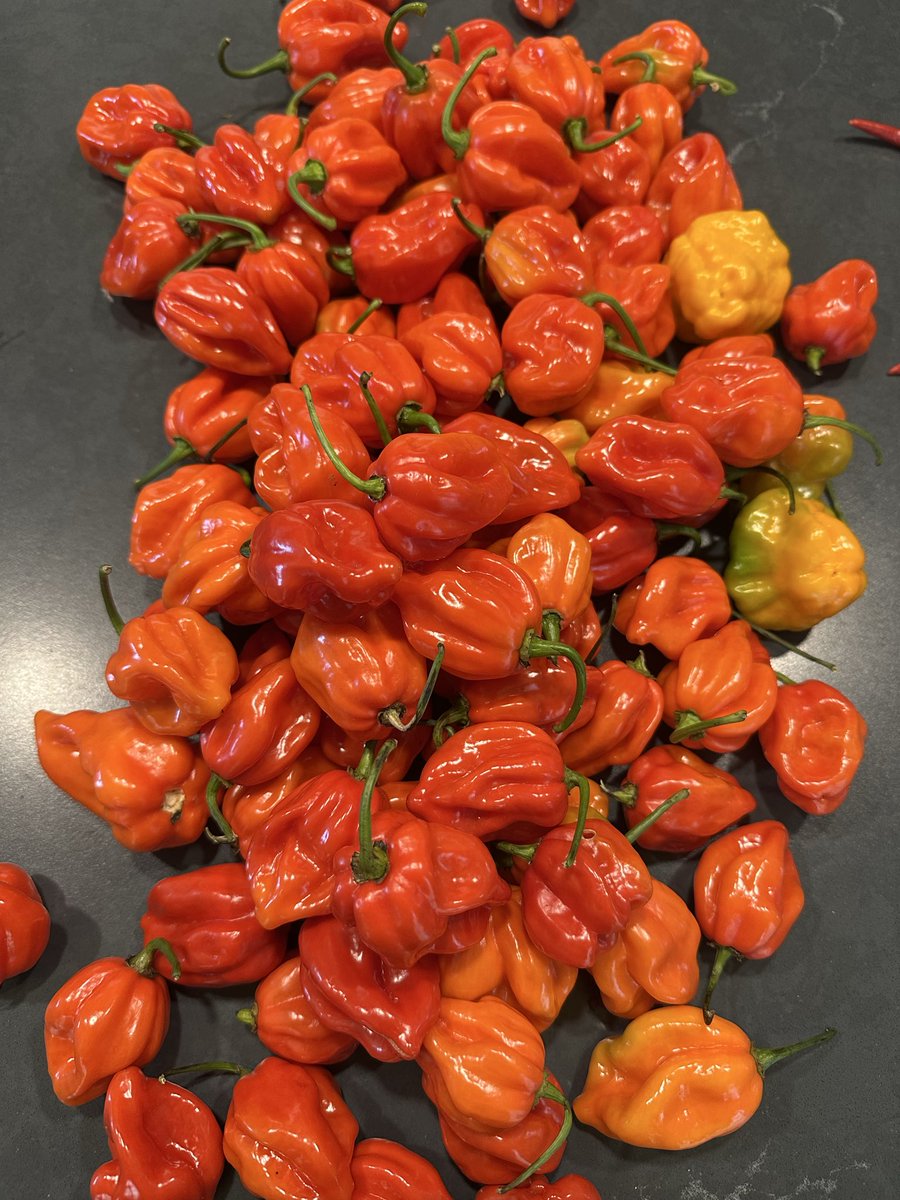 Fish peppers and habanero