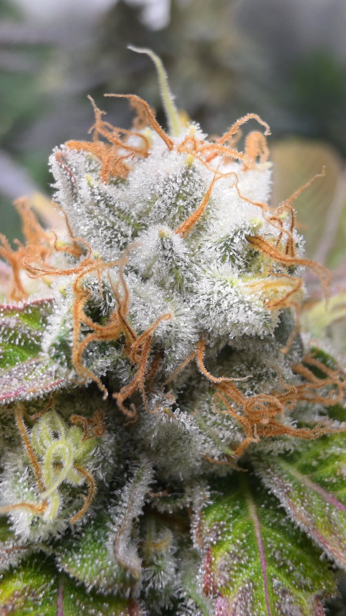 SaskGrown's tweet photo. Chem 91 x holy bananas https://t.co/pB2yQmh8fl