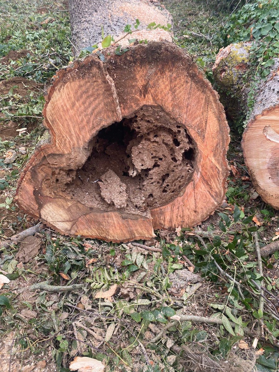 deanfarming's tweet photo. Roadside ash tree safely and efficiently removed today by Simpson Arboriculture. Completely rotten and posing a serious road safety risk. 🌳💪 https://t.co/2UOU7waRuC