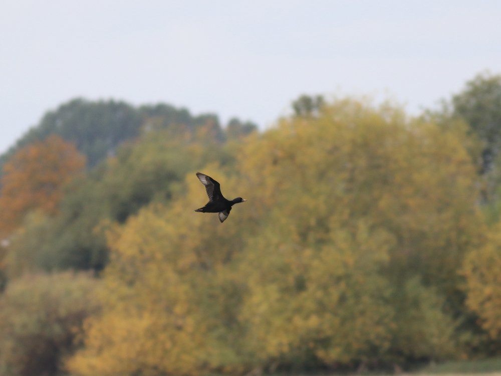 Alan_HP_Notts tweet media