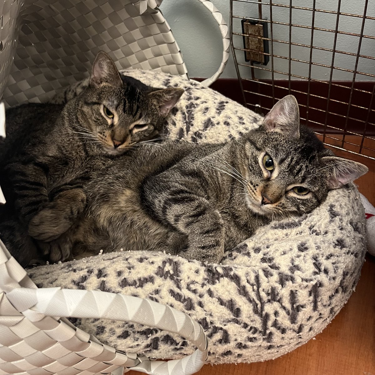 PAWSChicago's tweet photo. ADOPTION EVENT: Rescue pets are taking over Lincoln Park this weekend!

On Saturday, October 18, take a stroll down Armitage Ave from 12-3pm and find adoptable cats and dogs in some of our neighbors’ storefronts - pets are coming from @ChicagoACC, Forever Fortunate Felines, @ChicagoEBR, and of course, our Adoption Center will be there full of adoptable cuties ready to meet you too.

More good news — adoption fees will be waived for select pets at our Adoption Center all weekend! Pictured here are a few of the eligible pets, but meet them all flagged “Adoption Event” at https://t.co/OKm2Tr3Lry

AND all pets at @ChicagoACC will have waived adoption fees all weekend long! 

Find more event details and an event map at https://t.co/EGPg19jBAA