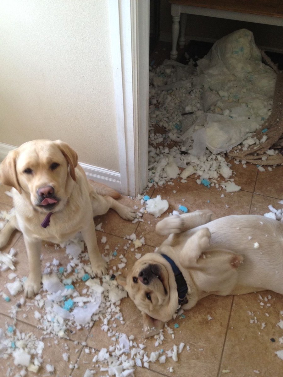 paperparrot_'s tweet photo. Which of them is guilty? https://t.co/GzfqOKY5hJ