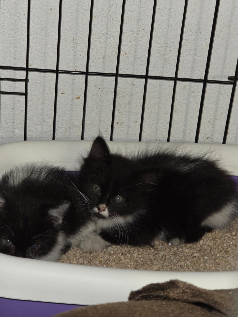 Hola!!! Estos dos gatitos entraron ayer en el garaje de mi hermana y ahora los tiene una vecina pero no se los puede quedar, son hembra y macho, zona Barajas centro (Madrid) porfa difundid para que encuentren hogar pronto 🥺🙏🏻🖤