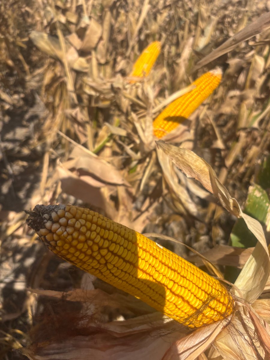 This is dryland 
<a href="/LGSeeds/">LG Seeds</a> 5643 planted into milo stalks last spring.   Continuous summer crop.  Residue is the key to it and obviously some moisture.  <a href="/LucasAHaag/">Lucas Haag</a>