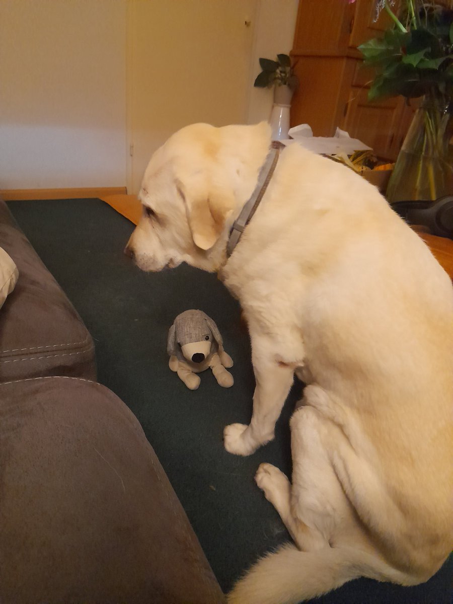 Irene de Bree tweet media