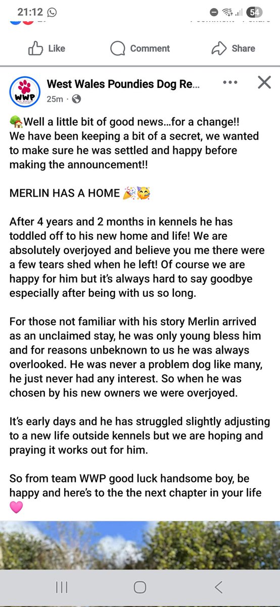 MillieOTLFP's tweet image. Great news for #Forgottensoulshour today folks 
Merlin has been adopted 
Be happy Merlin
#AdoptDontShop