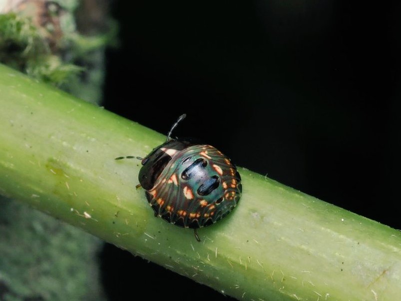FritillaryLilly's tweet photo. Siblings #shieldbugs #Madagascar #ento #Entomology #insects #TwitterNatureCommunity #bugs #invertebrates https://t.co/JtuVH8mSAW