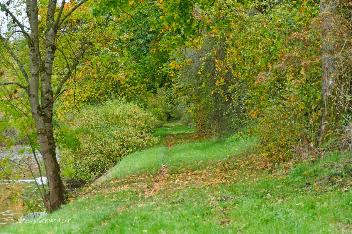 HessenSonja5767's tweet photo. Schleusenkanal Solms ......................................... #Solms #Burgsolms #Oberbiel #Niederbiel #Lahn #Lahntal #Schleuse #Schleusenkanal #Herbst #Natur #Schwan #LDK #LahnDillKreis #Mittelhessen #Hessen #Germany https://t.co/mccxjQSwPr