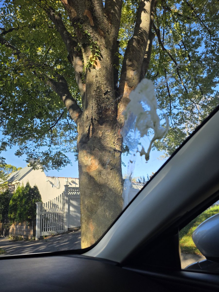 I will use my 2nd amendment to find and hunt every pigeon on my town