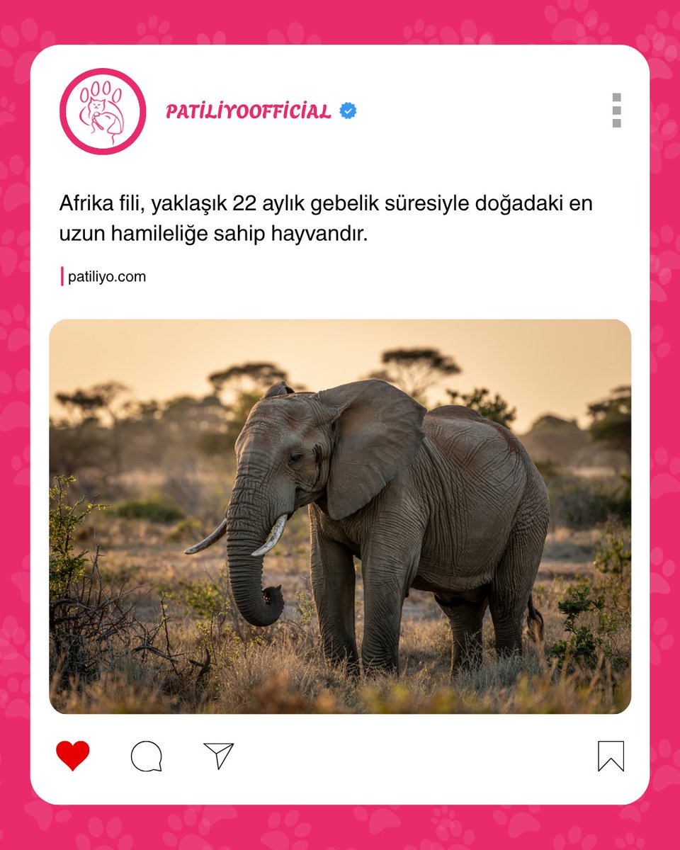 🐘🐘