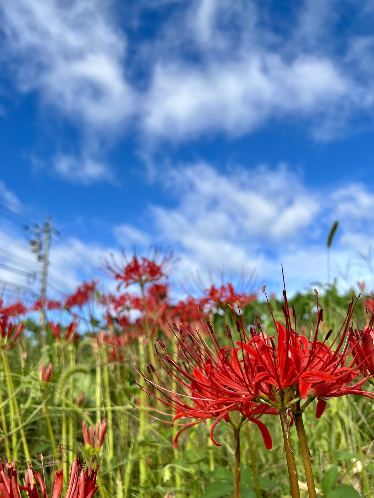 ひまわり❤ 生花】ひまわり サンリッチバナナ【黄/60cm/千葉県】｜Flower