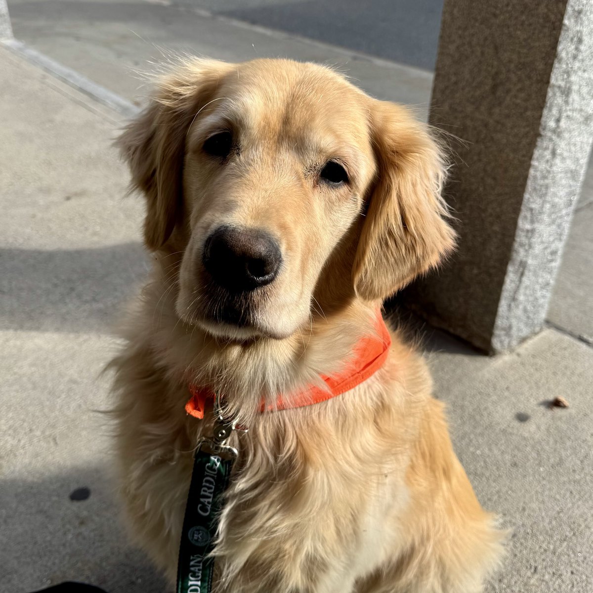 I met Rudy, a calm, 3-year-old golden retriever who acts like an 8-year-old, outside <a href="/stillnorthbooks/">Still North Books & Bar</a> not long ago for today's random dog encounter. A sweetheart. #DogLovers <a href="/dogandpuplovers/">We love dogs. 🐕🐶😍</a> <a href="/dogcelebration/">CelebrationOfDogs</a> <a href="/ok32650586/">For the Love of Dogs❤️🐶❤️🌹</a> <a href="/JanMcLa96148225/">Jan McLaughlin</a>