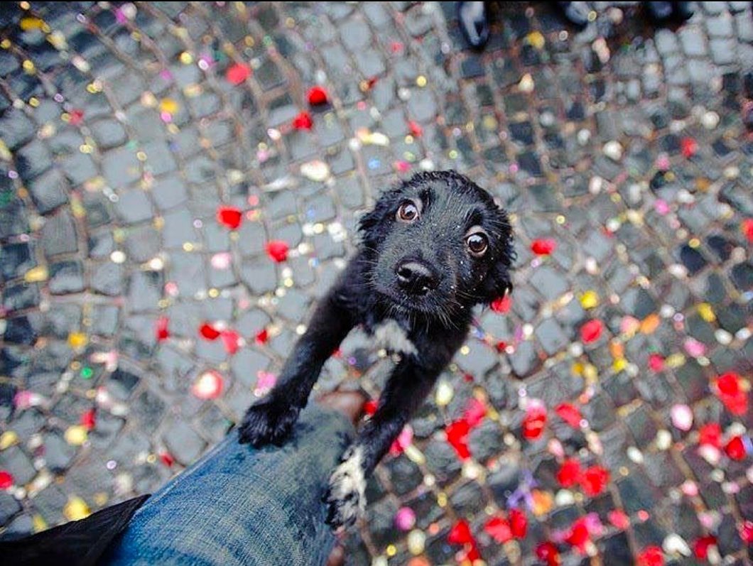 «No me importa saber si un animal puede razonar. Solo sé que es capaz de sufrir y por ello lo considero mi prójimo.»

— Albert Schweitzer

📸 Autoría desconocida