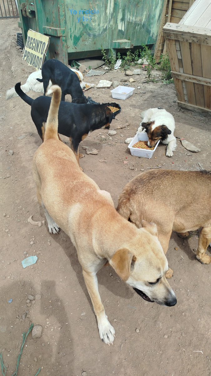 mariadanielayf's tweet photo. Hoy ruta completa, 40 perritos alimentados en el sector de quilicura cementerio Cerro empresas, la mala noticia son las garrapatas! Quién nos puede apoyar por favor🥺.#bravecto #simparica #frontline https://t.co/ahyqvYNkLX