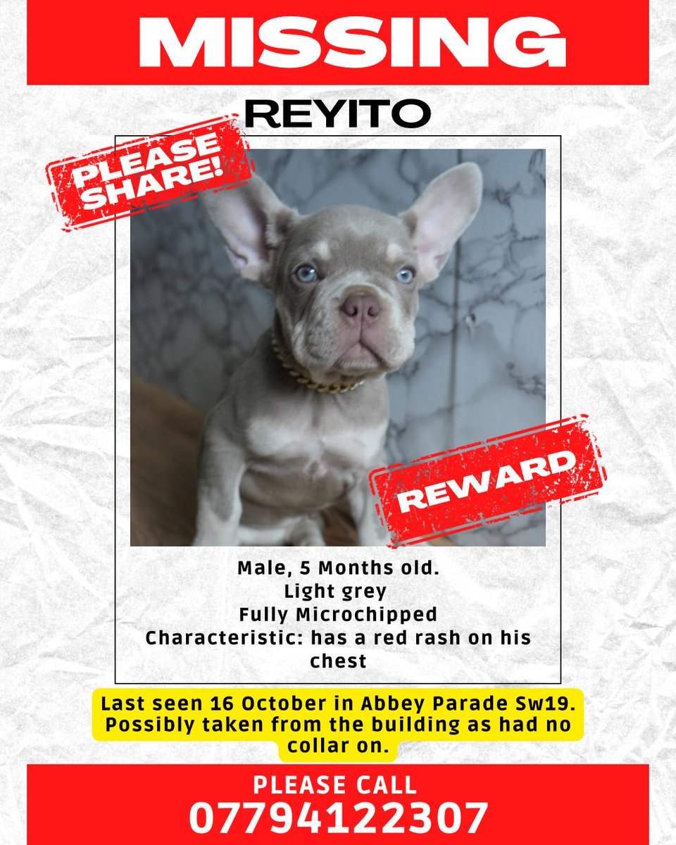 myleshart's tweet photo. #findReyito missing puppy in london… please help me find my boy. Reported to police already @metpoliceuk @MetroUK @lostdogrescue https://t.co/8CKItWkjT5