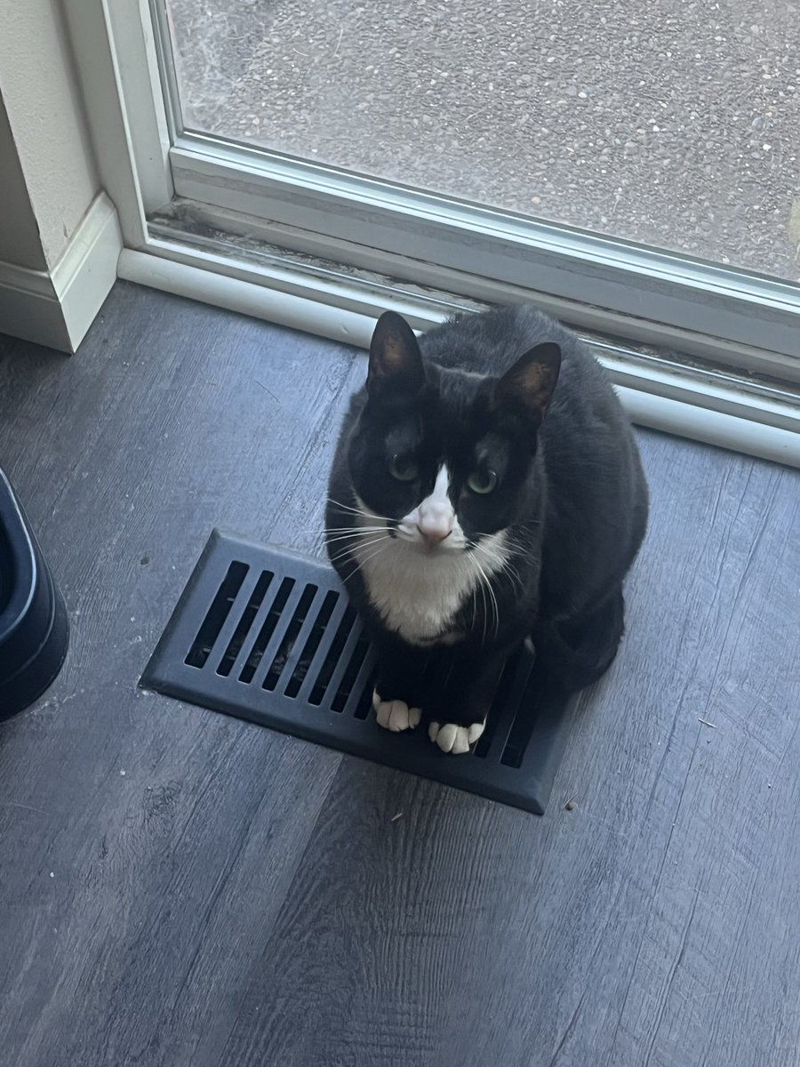 she waits all year for when we kick on the heater so she can sit on a vent and warm her little body