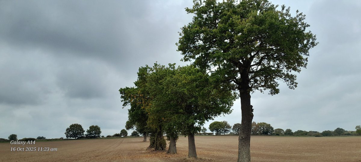 Eagerly waiting for Munch to be  released on parole  back to hedgewatching.Here's a few photos of the increasingly autumnal landscape, including the beautiful local canal and locks.