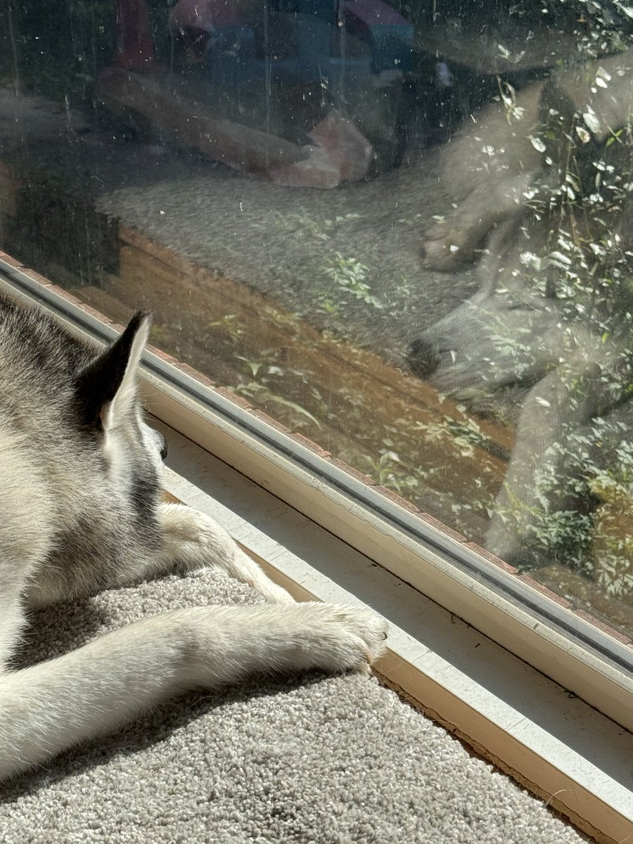 Susan STEM tweet media