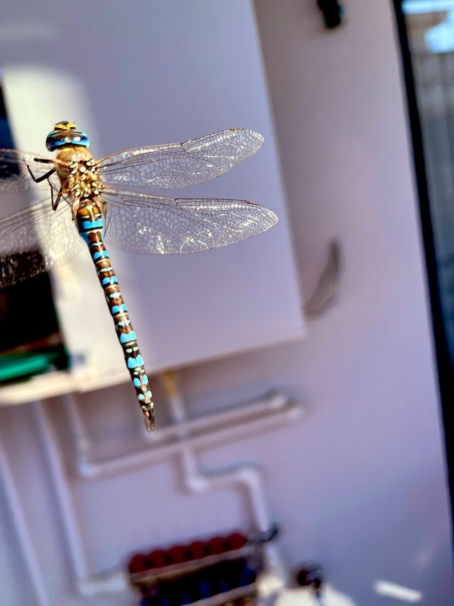 Bugün Balkonumuza Misafir Olan Muhteşem Canlı..🙏🏻
Allahın sanatı muhteşem..
MaşaAllah..🙏🏻