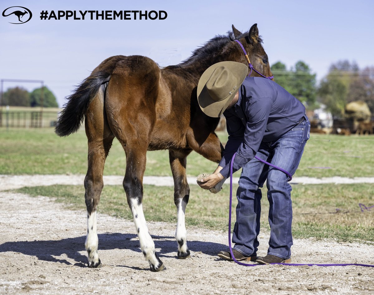 DownunderHorse's tweet image. Clinton shares a skill he thinks all trainers should learn in this short training tip ➡️ downunderhorsemanship.com/training-tip-a…
#ApplyTheMethod