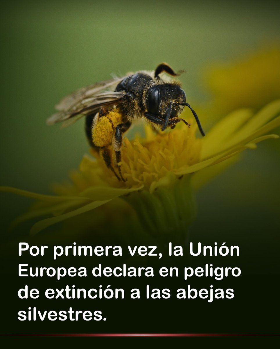 🚨🚨🔴ESPELUZNANTE⚠️ ESTO YA NO LO PUEDEN OCULTAR ⚠️
Las Abejas silvestres han sido oficialmente DECLARADAS en PELIGRO de EXTINCIÓN por la UE. Su desaparición podría desatar una crisis ecológica y poner en riesgo la seguridad alimentaria y la biodiversidad del planeta. 👇😳

Sin
