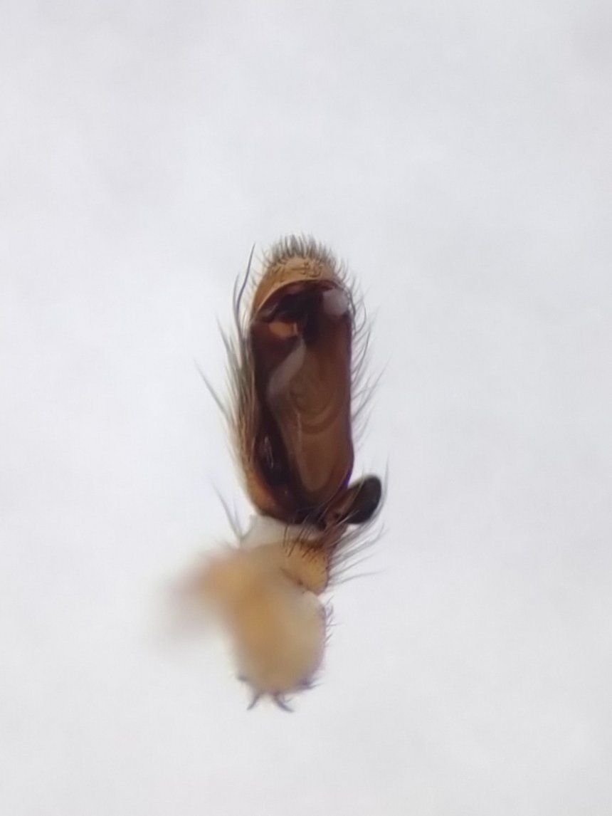 アカギフクログモ♂
さっきの♀と同じ場所にて。