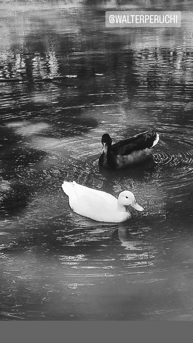 walter peruchi / motorcycle engine art tweet media