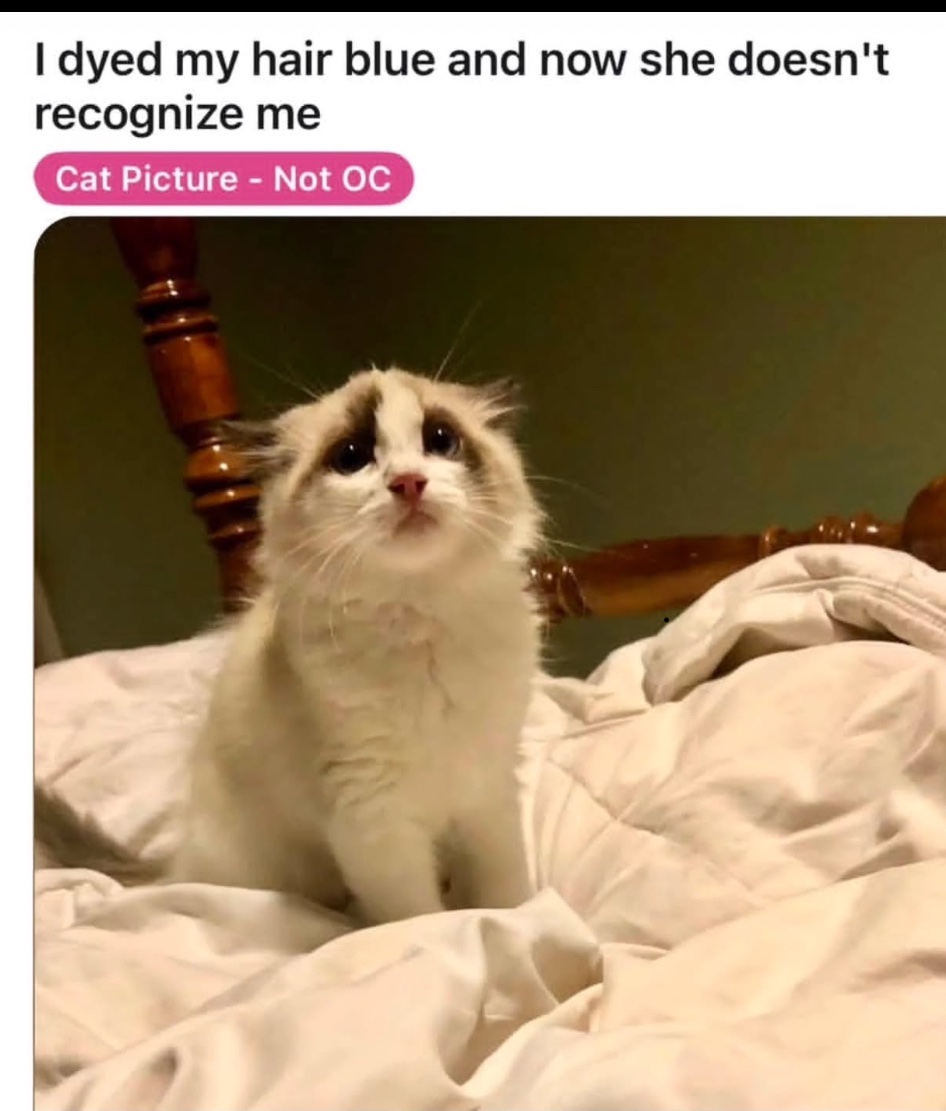 lined cats (@linedcats) on Twitter photo 