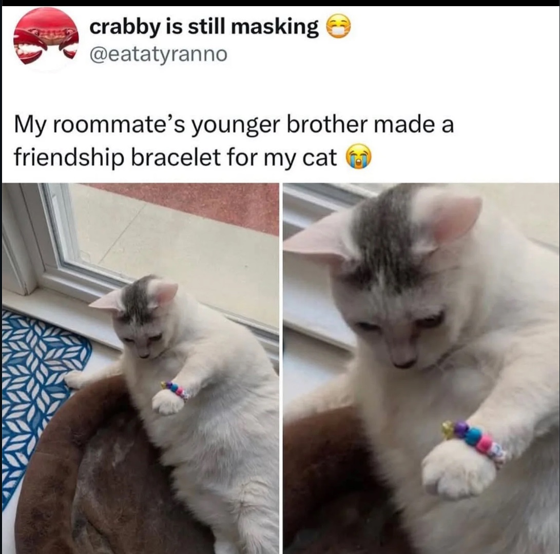 cats with powerful aura tweet media