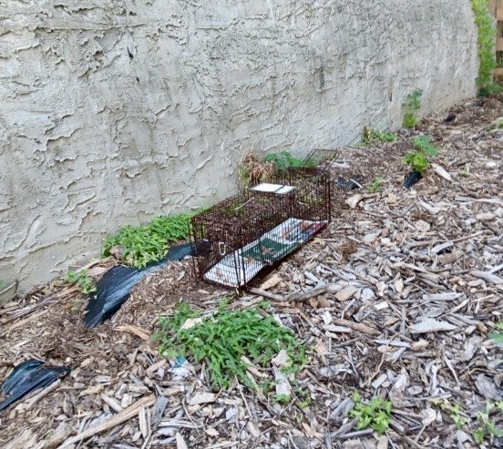 ProjectMEOW's tweet image. Rain or shine, our volunteers make healthier, happier lives possible for community cats. We’re endlessly grateful for your compassion and dedication. 💛 #ProjectMeow #WestPhillyCats #RescueCats #TNRWorks #SpayAndNeuter #NationalFeralCatDay #TeamMEOWRocks #CatRescue (2)