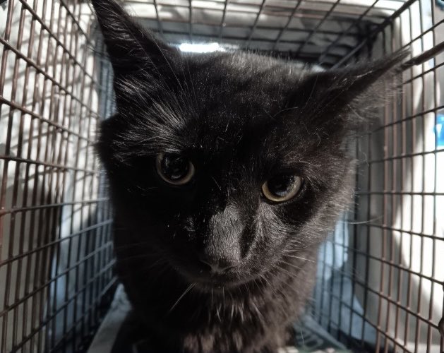 ProjectMEOW's tweet image. Rain or shine, our volunteers make healthier, happier lives possible for community cats. We’re endlessly grateful for your compassion and dedication. 💛 #ProjectMeow #WestPhillyCats #RescueCats #TNRWorks #SpayAndNeuter #NationalFeralCatDay #TeamMEOWRocks #CatRescue (2)