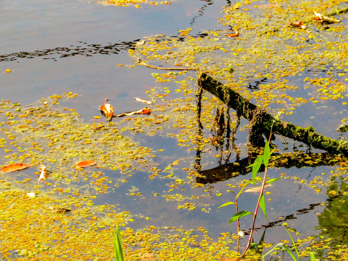 Aranea_Artes's tweet photo. Entre hojas y ramas 
*
*
#fotografia #foto #fotodeldia #agua #espejodeagua #photooftheday #naturaleza #nature #naturephotography #vida #canon #canonphotography #canon_photos #arte #art #photo #photography #turocv #Travel #araneafotografia #like4like #likesforlike #likeforlikes https://t.co/4bGthyLtZV
