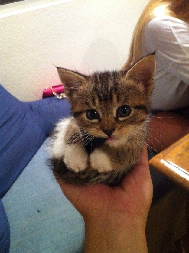 Cute Cats 🐱 tweet media