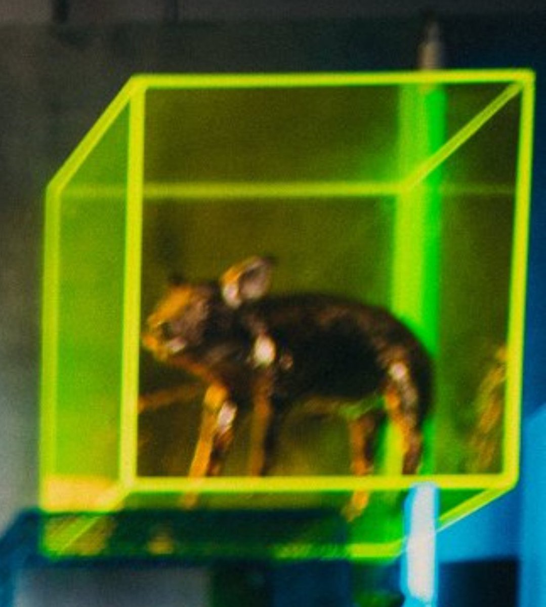 goldenpig420's tweet image. despite all my rage i am still just a pig in a cage