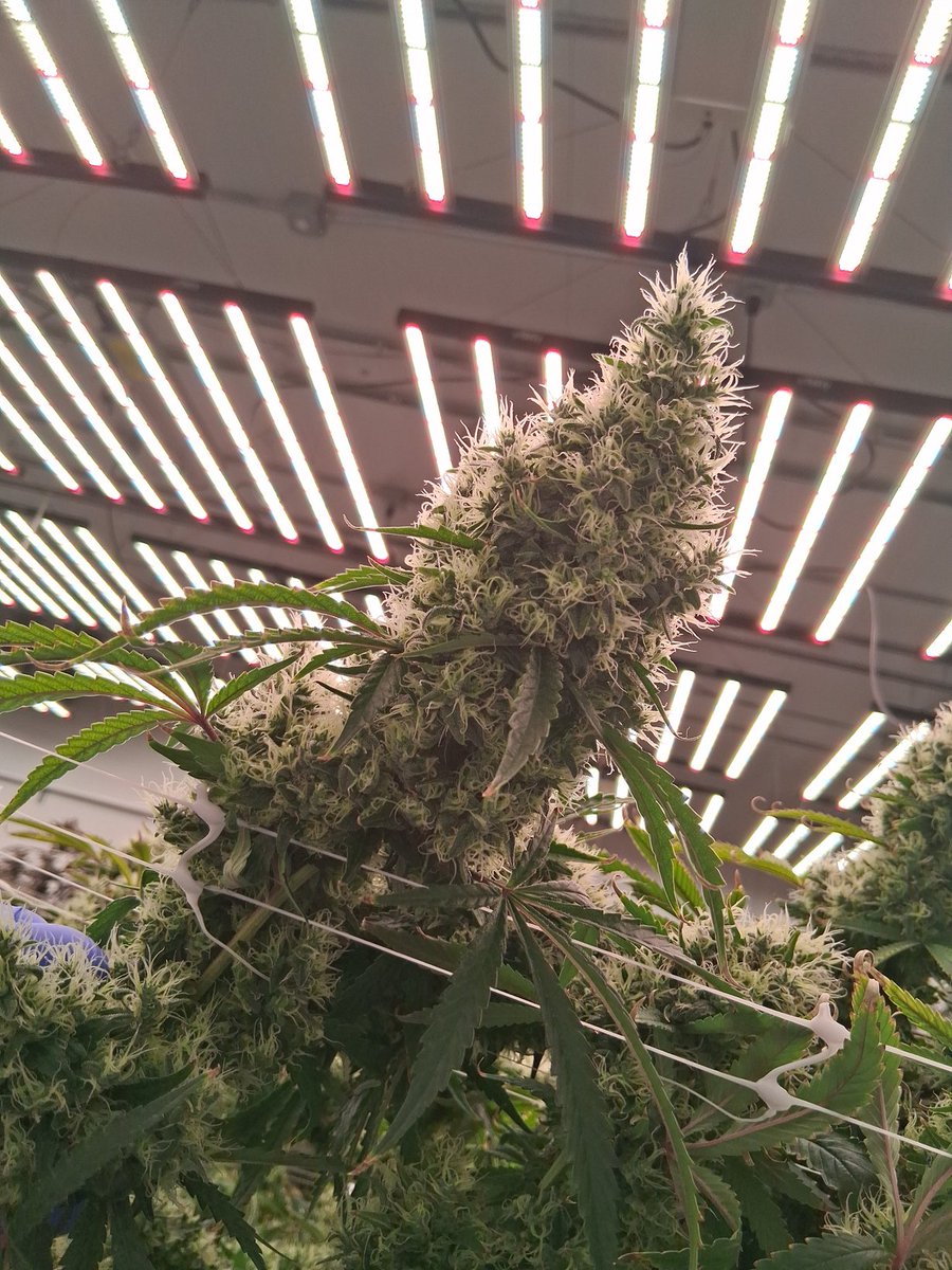 hashinaround's tweet photo. Haze any1 https://t.co/3hK96FdSPj