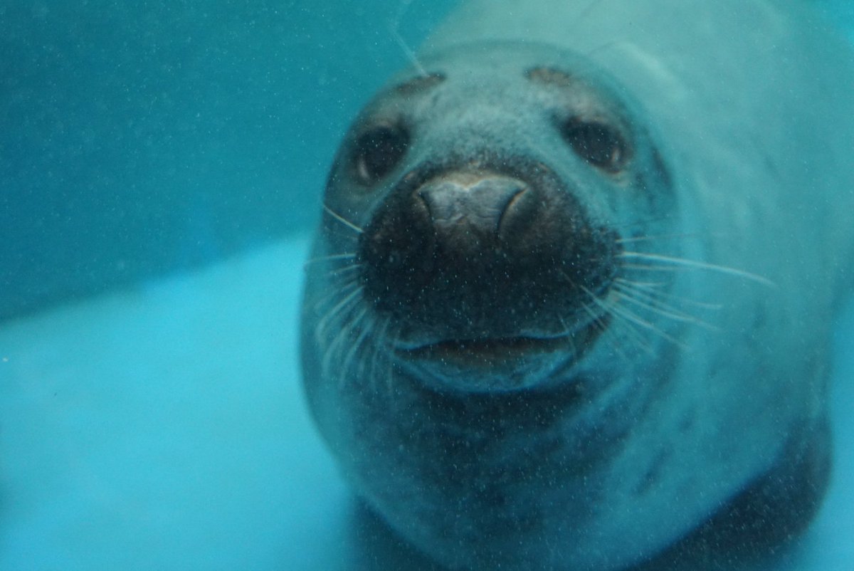 WATERBULL プルガサリ(チビガサリ) Chichibu 2014 - Ratings and reviews - Whiskybase