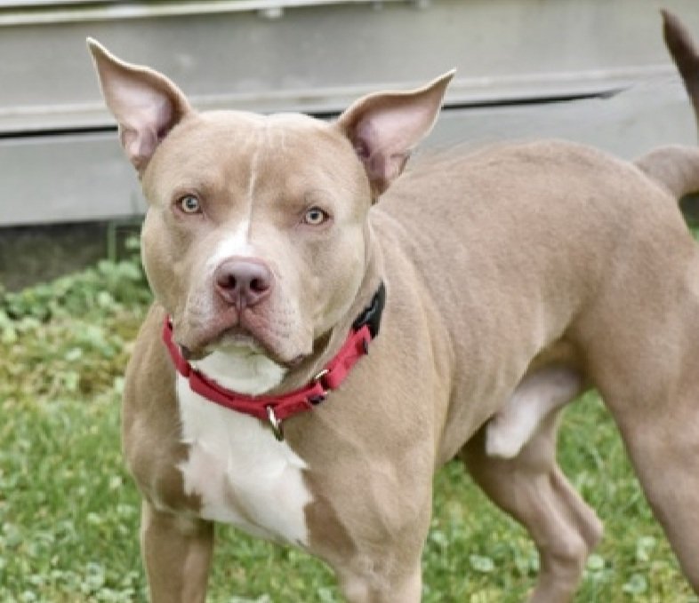 MorgFairsdogs's tweet photo. Tails 238860
Listed TBK 10/18
#NYCACC #RescueOnly
He is a handsome 1 yr old puppy ๐ถ
Has big personality
Easily over-aroused, needs basic puppy manners
High energy & very strong boy
Help save Tails!
https://t.co/km3i1EGiHK
#Pledge4Rescue #foster #adopt https://t.co/Rf123V5t2E