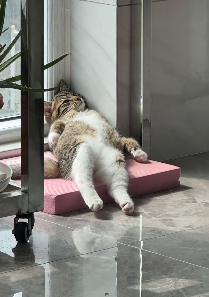 cutecats_____'s tweet image. 