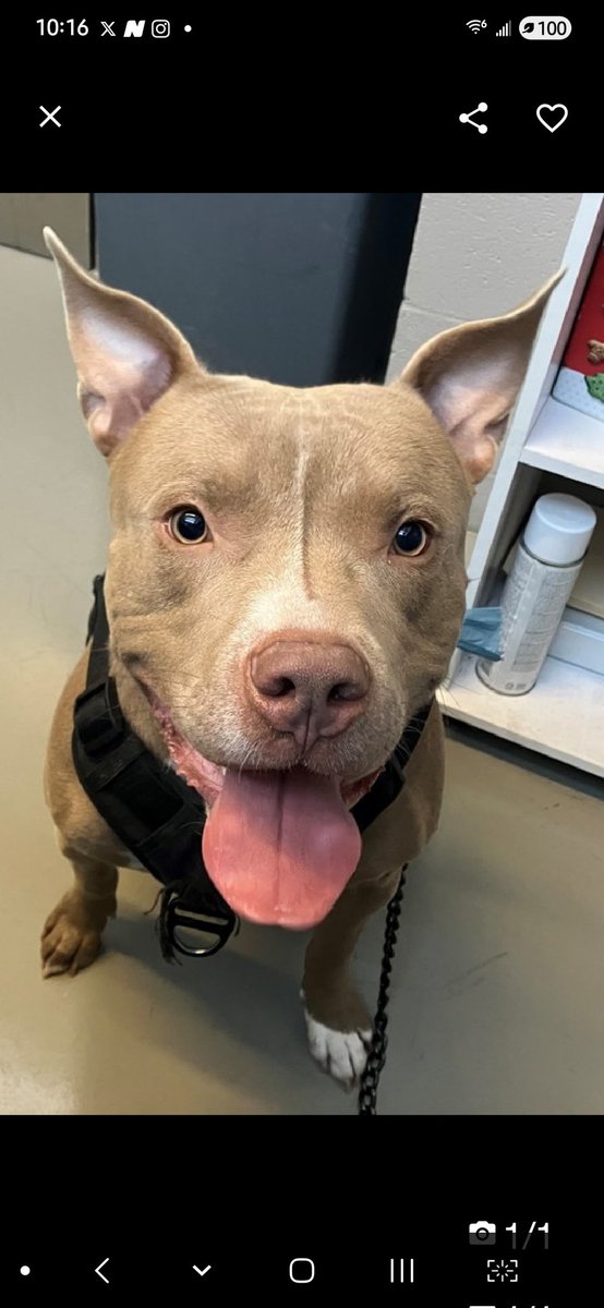 Julie🌻🐾 (@myboxerluvmac1) on Twitter photo 💔Tails💔
▪️To Be Killed: 10/18💉 #NYCACC 238860 1y
#RescueOnly
Precious, sweet baby's💔, arrived stray 2 scary shelter & alteady listed!
Adorable puppy w the big personality!
Full of joyous puppy energy & curiosity abt his world!
Can become easily aroused, will flourish w 💔Tails💔
▪️To Be Killed: 10/18💉 #NYCACC 238860 1y
#RescueOnly
Precious, sweet baby's💔, arrived stray 2 scary shelter & alteady listed!
Adorable puppy w the big personality!
Full of joyous puppy energy & curiosity abt his world!
Can become easily aroused, will flourish w