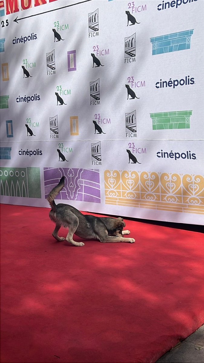 Apareció este cinéfilo de cuatro patas con su boleto listo 🎟️🐾 ya se ganó nuestro corazón. #FICM2025