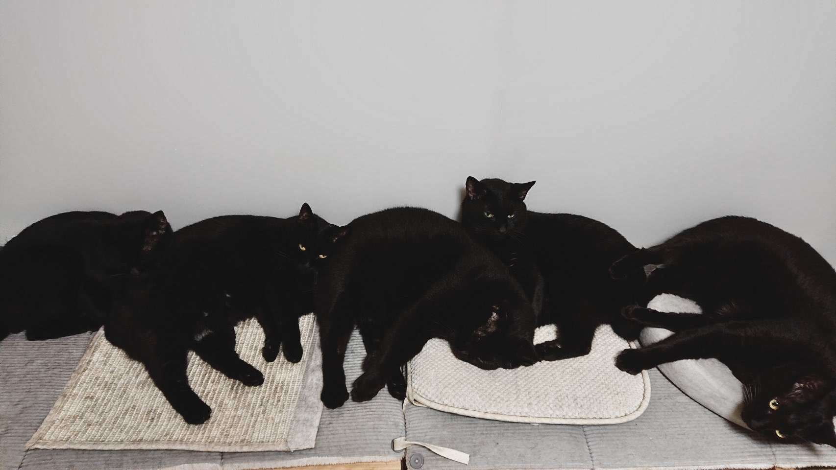 黑猫 黒猫 初期セトリノート【ヒナタ】 ボクと飼い主との作品集『黒猫と首輪』が本日発売です！ どうぞ