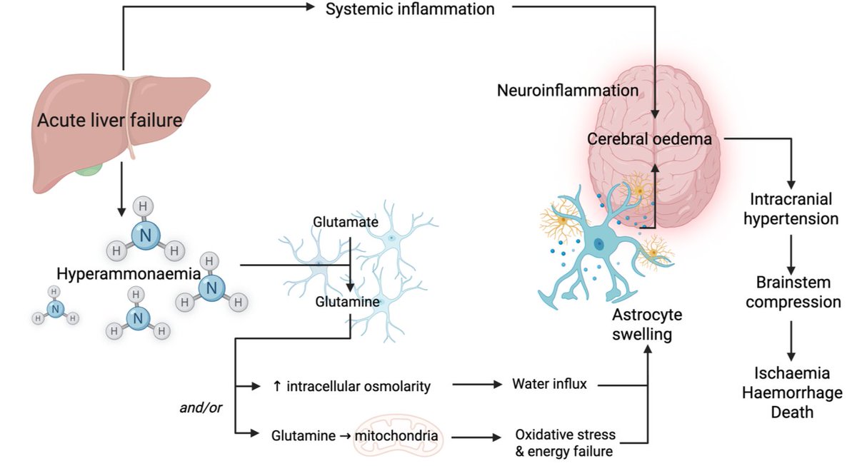 JoseAyonM's tweet photo. 📑Hepatic encephalopathy: Part 2, inpatient management

doi:10.1136/flgastro-2025-103330 https://t.co/Fg4kSnyH4t